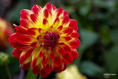 Dahlia-Bridge Vieuw Aloha.JPG
