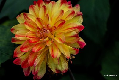 Dahlia-Bridge Vieuw Aloha.JPG