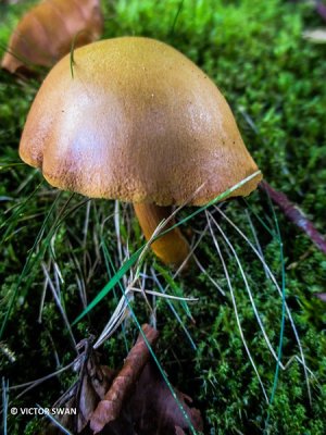 Peperboleet - Chalciporus piperatus.jpg