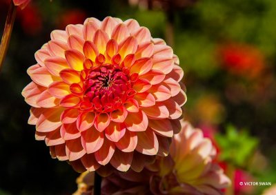Dahlia-Hillcrest Suffusion.JPG