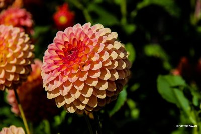 Dahlia-Hillcrest Suffusion.JPG