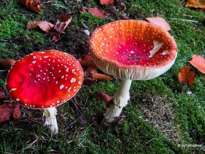 Vliegenzwam - Amanita muscaria.JPG