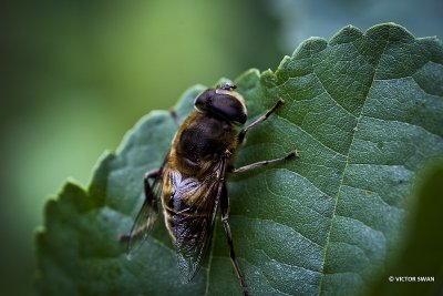 Blinde bij - Eristalis tenax.JPG