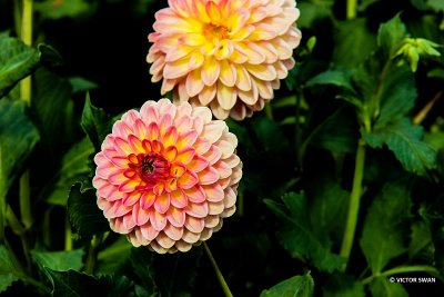 Dahlia-Hillcrest Suffusion.JPG
