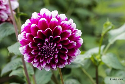 Dahlia-Jean Marie.JPG
