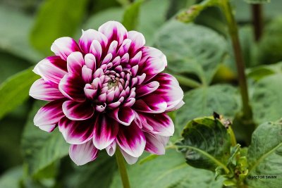 Dahlia-Jean Marie.JPG