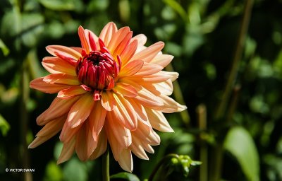 Dahlia-John's Champion.jpg