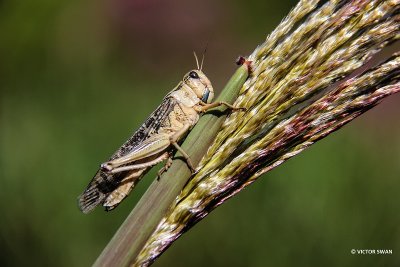 Ratelaar - Chorthippus biguttulus.jpg