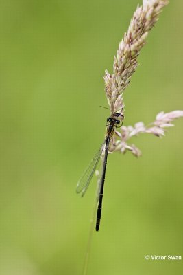 Watersnuffel - Enallagma cyathigerum.JPG