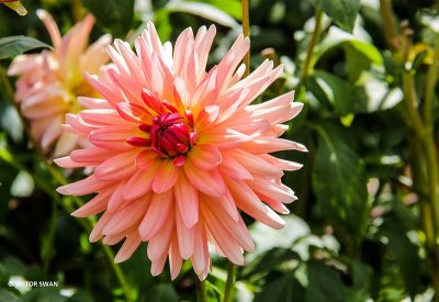 Dahlia-John's Champion.JPG