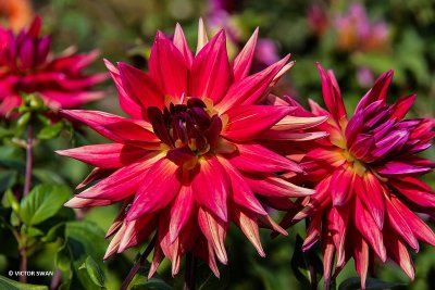 Dahlia-Red Empire.JPG