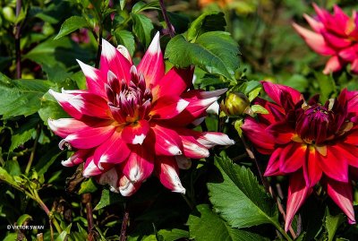 Dahlia-Red Empire.JPG