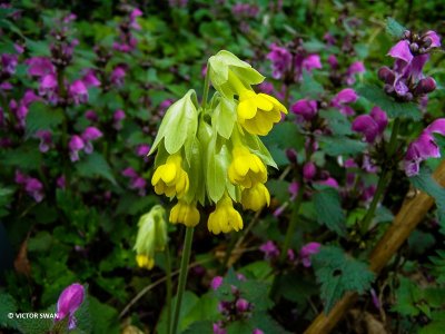 Gulden sleutelbloem - Primula veris .JPG