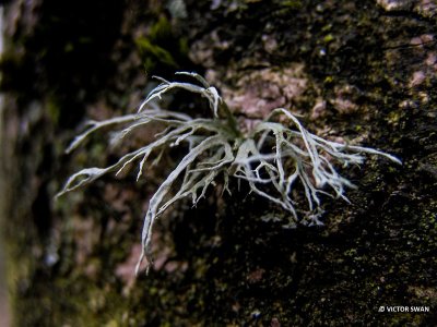 Melig Takmos - Ramalina farinacea.JPG