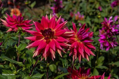 Dahlia-Red Empire.JPG