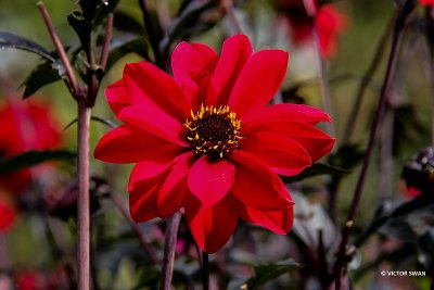 Dahlia-Bishof of Llandaff.JPG