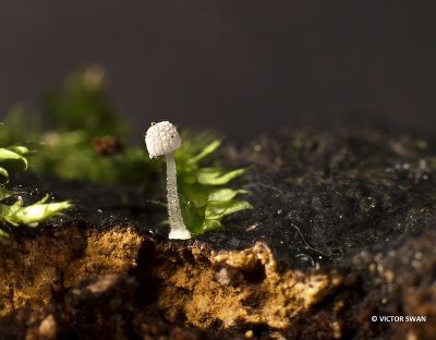 Suikermycena Mycena adscendens.JPG