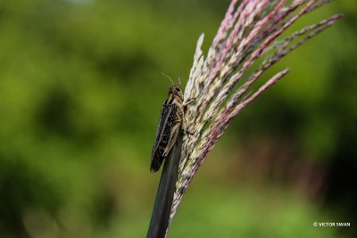 Ratelaar - Chorthippus biguttulus.JPG