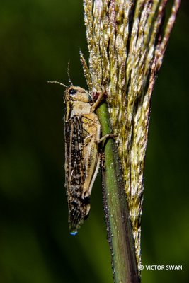 Ratelaar - Chorthippus biguttulus.JPG