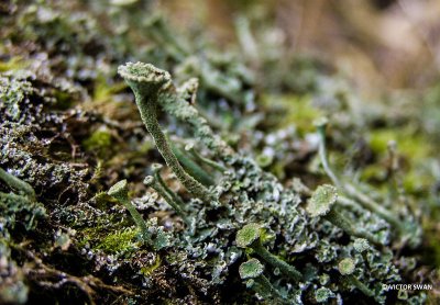 Kopjes-bekermos - Cladonia fimbriata.JPG