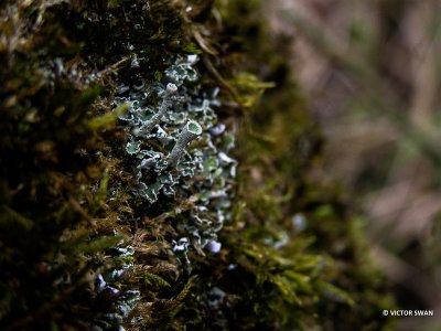 Kopjes-bekermos - Cladonia fimbriata.JPG