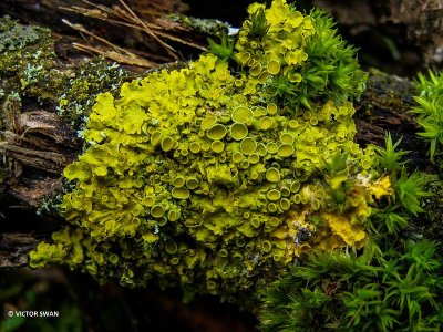 Groot Dooiermos - Xanthoria parietina.JPG