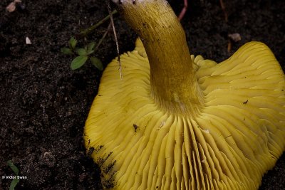 Narcisridderzwam - Tricholoma sulphureum.JPG