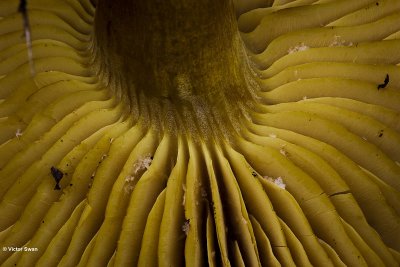 Narcisridderzwam - Tricholoma sulphureum.JPG