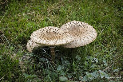 Grote parasolzwam - Macrolepiota procera.JPG