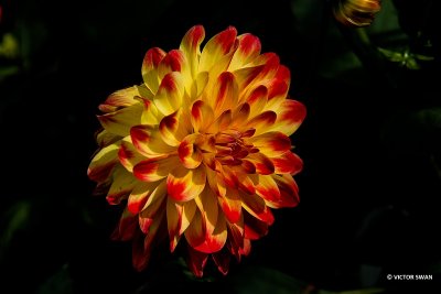 Dahlia-Bridge Vieuw Aloha.JPG