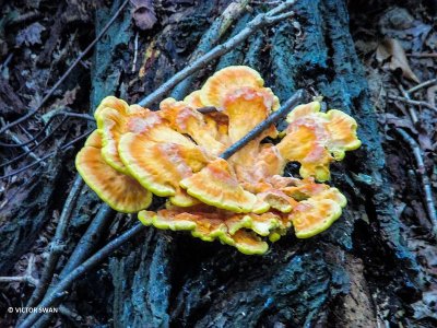 Zwavelzwam - Laetiporus sulphureus.JPG