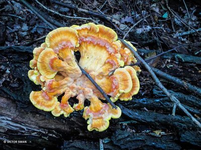 Zwavelzwam - Laetiporus sulphureus.JPG