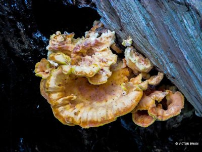 Zwavelzwam - Laetiporus sulphureus.JPG