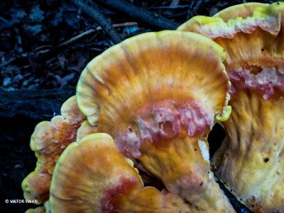 Zwavelzwam - Laetiporus sulphureus.JPG