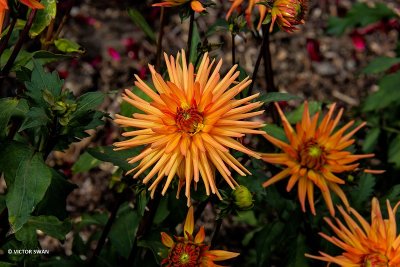 Dahlia-Border Princess.JPG