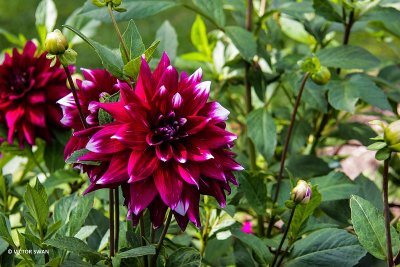 Dahlia-Bokay.jpg