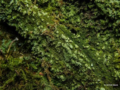 Groene veenkorst - Trapeliopsis pseudogranulosa.JPG