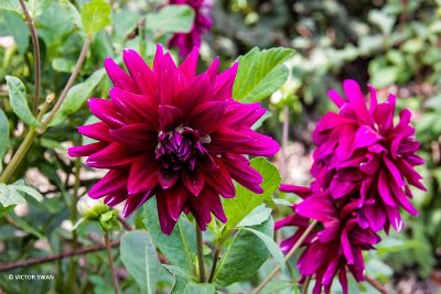 Dahlia-Bokay.JPG