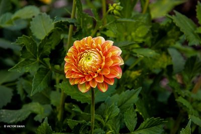 Dahlia-Mona Keijzer.JPG