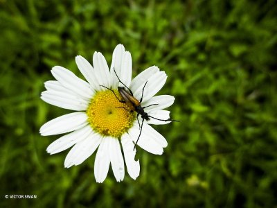 Tweekleurige smalboktor - Stenurella melanura.JPG