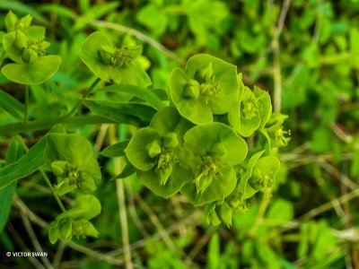 Cipreswolfsmelk - Euphorbia cyparissias.JPG