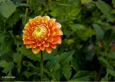 Dahlia-Mona Keijzer.jpg