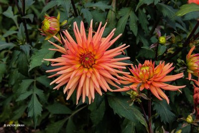 Dahlia-Border Princess .JPG