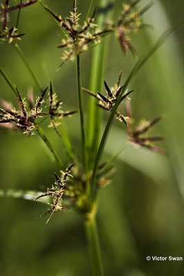 Rood cypergras - Cyperus longus.JPG