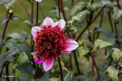Dahlia-The Phantom.JPG