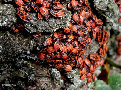 Vuurwants - Pyrrhocoris apterus.JPG