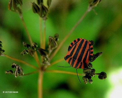 Pyjamawants - Graphosoma italicum .JPG