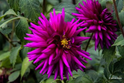 Dahlia-Ambition.JPG