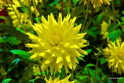 Dahlia-Hamari Savron.JPG