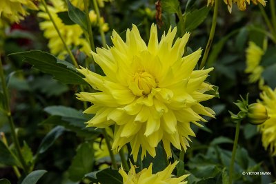 Dahlia-Hamari Savron.JPG